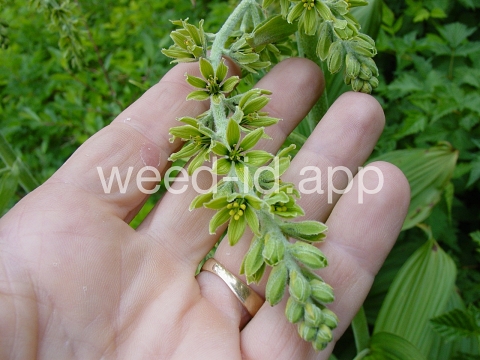 false-hellebore, green